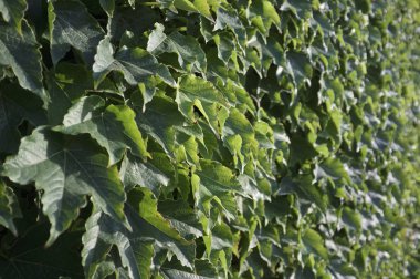 İtalya, Sicilya, bahçenin duvarında sarmaşık bitkisi (Hedera)