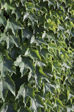 İtalya, Sicilya, bahçenin duvarında sarmaşık bitkisi (Hedera)