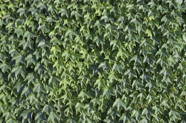 Itália, Sicília, planta de hera (Hedera) na parede de um jardim — Fotografia de Stock