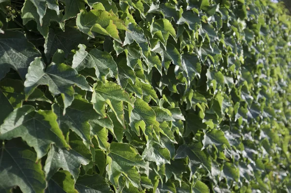 Italia, Sicilia, planta de hiedra (Hedera) en la pared de un jardín — Foto de Stock