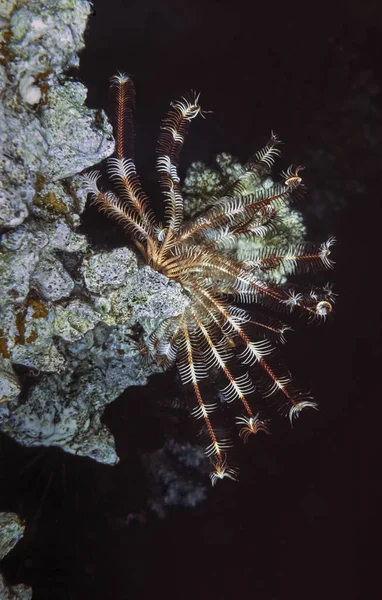 ЕГИПТ, Шарм-эль-Шейх, Красное море, Великобритания photo, a Crinoid (Encrinus sp.) на твердых кораллах - FILM SCAN — стоковое фото