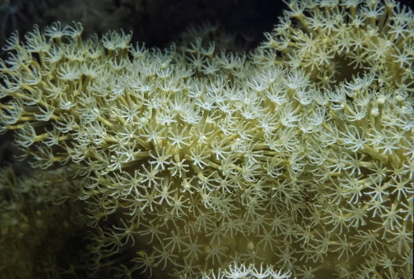 EGYPT, Sharm El Sheikh, Red Sea, U.W. photo, tropical soft corals with open polyps - FILM SCAN — Stock Photo, Image