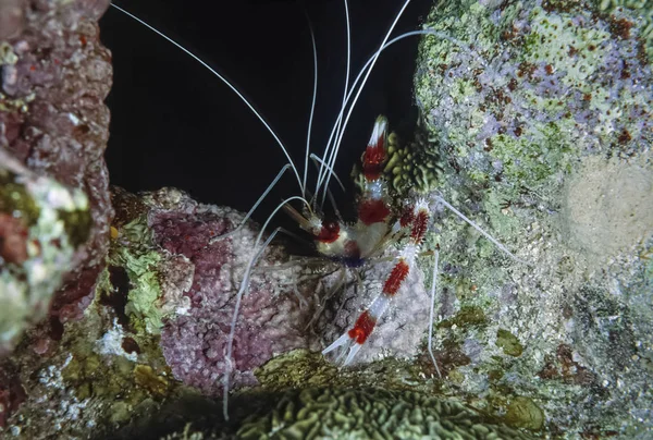 Mısır, Sharm El Sheikh, Kızıldeniz, UW fotoğraf, mercan bantlı karides (Stenopus hispidus) - Film tarama — Stok fotoğraf