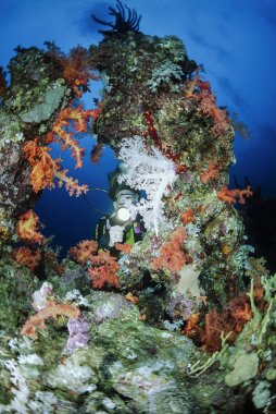 Mısır, Sharm El Sheikh, Kızıldeniz, UW fotoğraf; 4 Mart 2004, yumuşak mercanlar ve bir dalgıç - Editörden (Film tarama)