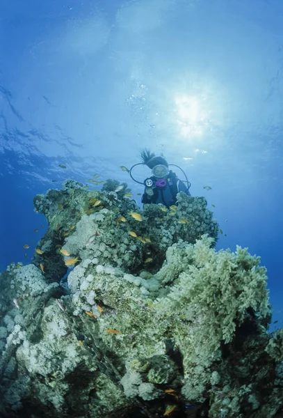 Mısır, Sharm El Sheikh, Kızıldeniz, UW fotoğraf, yumuşak mercanlar ve bir dalgıç — Stok fotoğraf