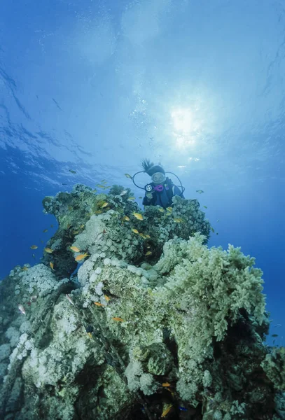 Egypt, Sharm El Sheikh, Rudé moře, U.W. fotografie, měkké korály a potápěč — Stock fotografie