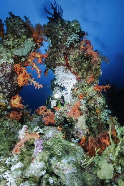 ЕГИПТ, Шарм-эль-Шейх, Красное море, Великобритания фото: 4 марта 2004 года, мягкие кораллы и дайвер - EDITORIAL (FILM SCAN ) — стоковое фото