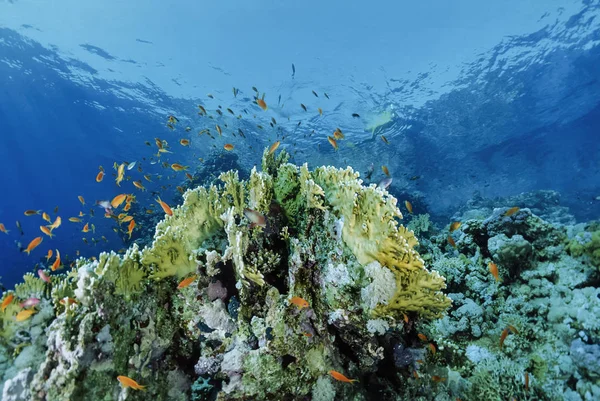 EGYPT, Sharm El Sheikh, Red Sea, U.W. photo, coral Reef, fire corals and tropical fish - FILM SCAN — Stock Photo, Image