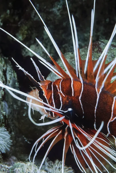 EGITTO, Sharm El Sheikh, Mar Rosso, foto U.W, Pesce scorpione (Pterois radiata) - FILM SCAN — Foto Stock