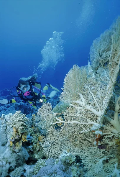 Egipt, Sharm El Sheikh, Morze Czerwone, Zdjęcie U.W.; Dnia 4 marca 2004 r., nurek i tropikalne morze wentylator (Gorgonia ventalina) - Redakcja (Film skanowania) — Zdjęcie stockowe