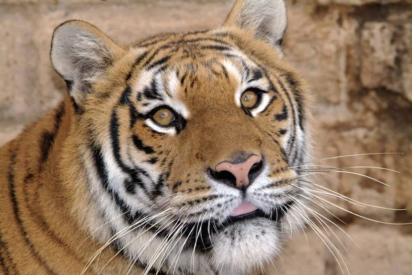Italia, retrato de tigre —  Fotos de Stock