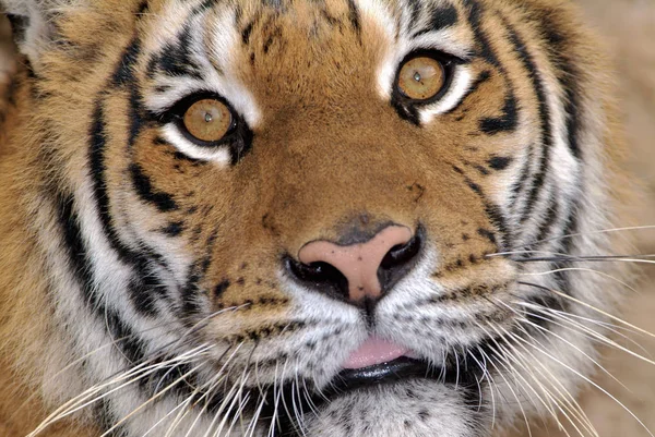 Italia, retrato de tigre —  Fotos de Stock