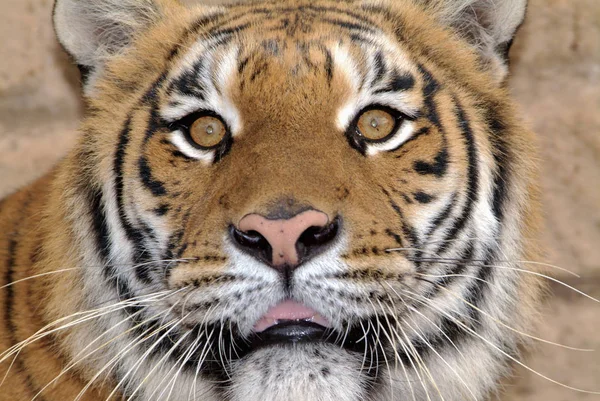 Italy, tiger portrait — Stock Photo, Image