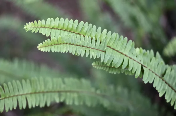 Italy, fern plants in garden