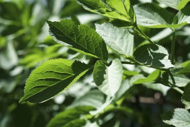 İtalya, bir bahçe bitki yaprakları