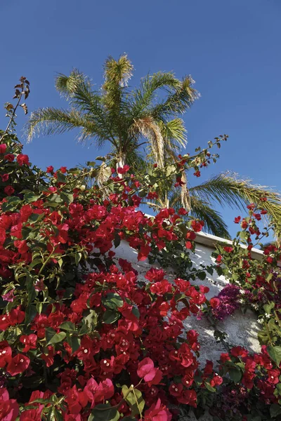 Italy, Sicily, countryside, bouganville and a palm tree in a private garden — Stock Photo, Image