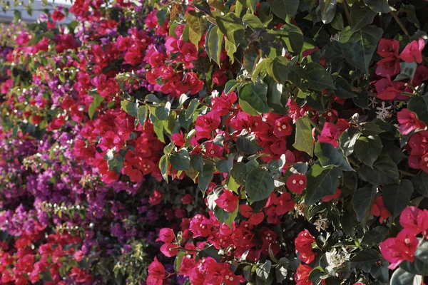 İtalya, Sicilya, kırsal, kırmızı bouganvilleas bir bahçe — Stok fotoğraf