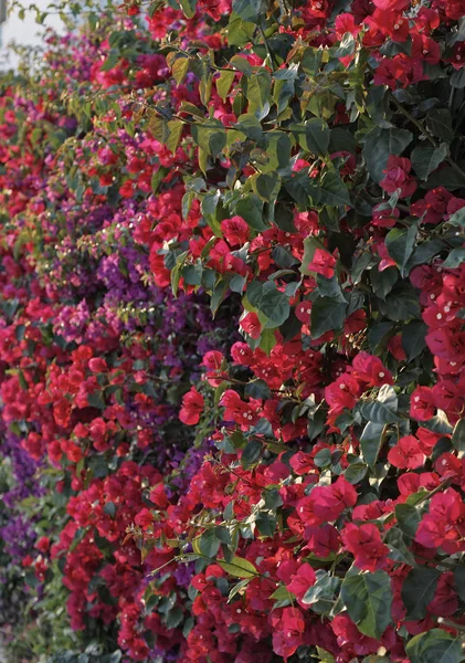 Италия, Сицилия, сельская местность, красные буганвильи в саду — стоковое фото