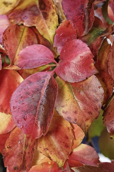 Italia, campo, hojas de otoño —  Fotos de Stock