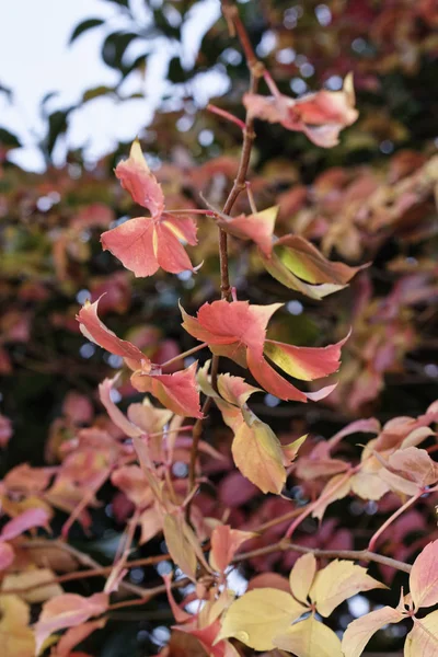 Italia, campo, hojas de otoño — Foto de Stock