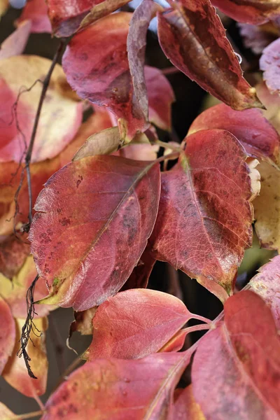 Italy, countryside, autumn leaves — Stock Photo, Image