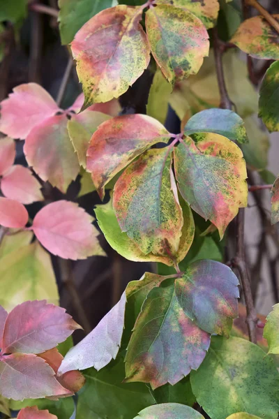 イタリア, 田舎, 紅葉 — ストック写真