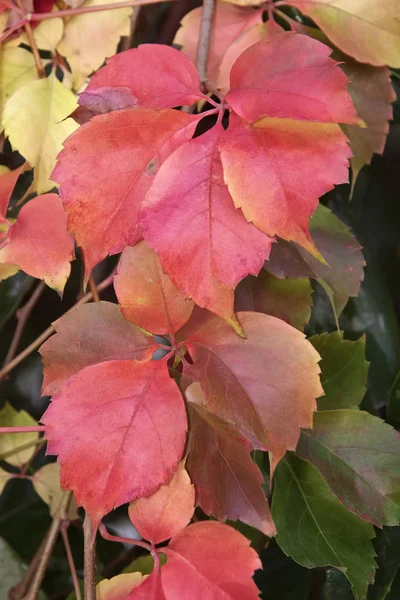 Italia, campo, hojas de otoño —  Fotos de Stock