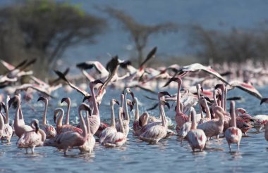Afrika, Kenya, Gölü Bogoria National Reserve, flamingolar göle