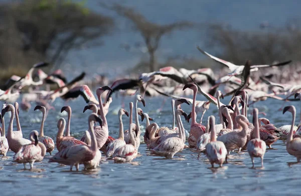 ÁFRICA, QUÊNIA, Reserva Nacional do Lago Bogoria, flamingos no lago — Fotografia de Stock