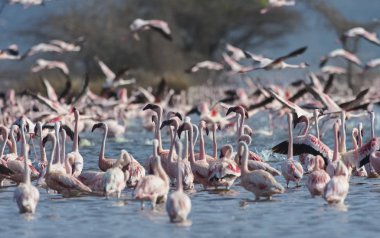 Afrika, Kenya, Gölü Bogoria National Reserve, flamingolar göle