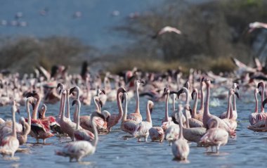 Afrika, Kenya, Gölü Bogoria National Reserve, flamingolar göle