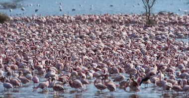 Afrika, Kenya, Gölü Bogoria National Reserve, flamingolar göle