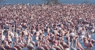 Afrika, Kenya, Gölü Bogoria National Reserve, flamingolar göle