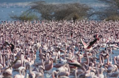 Afrika, Kenya, Gölü Bogoria National Reserve, flamingolar göle