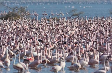 Afrika, Kenya, Gölü Bogoria National Reserve, flamingolar göle