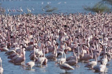 Afrika, Kenya, Gölü Bogoria National Reserve, flamingolar göle