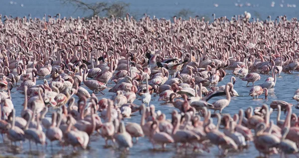 Afrika, Kenya, Gölü Bogoria National Reserve, flamingolar göle