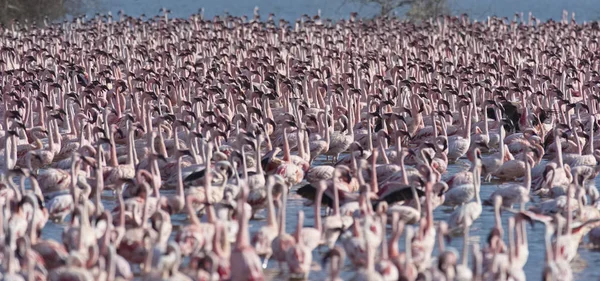 ÁFRICA, QUÊNIA, Reserva Nacional do Lago Bogoria, flamingos no lago — Fotografia de Stock