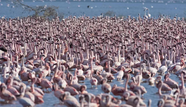 Afrika, Kenya, Gölü Bogoria National Reserve, flamingolar göle — Stok fotoğraf