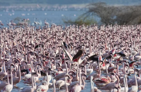 Afryki, Kenii, jezioro Bogoria rezerwy krajowej, flamingi w jeziorze — Zdjęcie stockowe