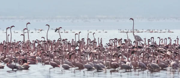 Afryki, Kenii, jezioro Bogoria rezerwy krajowej, flamingi w jeziorze — Zdjęcie stockowe