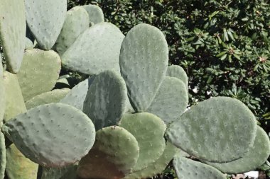 İtalya, Sicilya, kırsal, Hint inciri