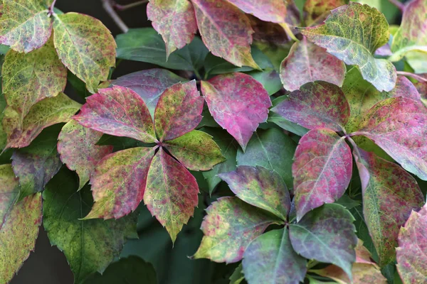 Italy, countryside, autumn, fox grape leaves