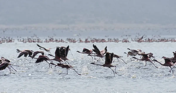 Afrika, Keňa, Národní rezervace Lake Bogoria, plameňáci na jezeře — Stock fotografie
