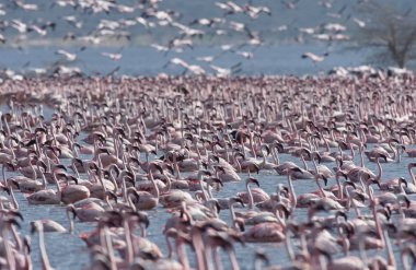 Afrika, Kenya, Gölü Bogoria National Reserve, flamingolar göle