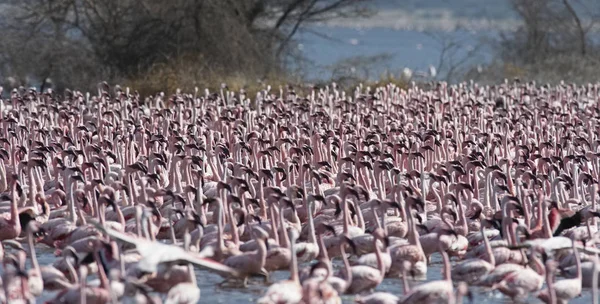 ÁFRICA, QUÊNIA, Reserva Nacional do Lago Bogoria, flamingos no lago — Fotografia de Stock