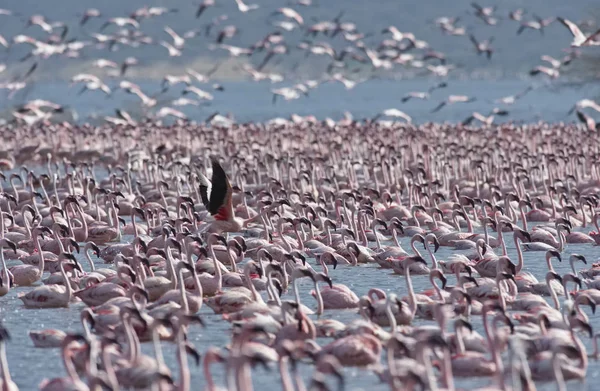 Afrika, Keňa, Národní rezervace Lake Bogoria, plameňáci na jezeře — Stock fotografie