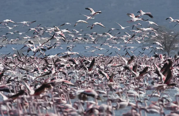 AFRICA, KENYA, Riserva Nazionale del Lago di Bogoria, fenicotteri nel lago — Foto Stock