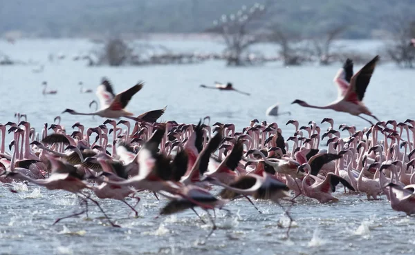 Afryki, Kenii, jezioro Bogoria rezerwy krajowej, flamingi w jeziorze — Zdjęcie stockowe