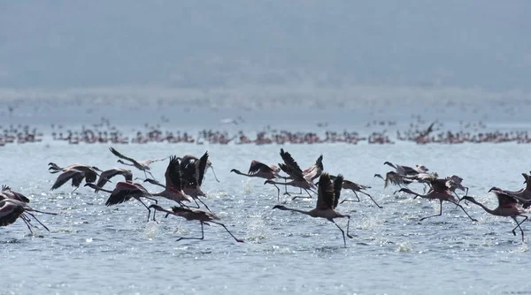 Afryki, Kenii, jezioro Bogoria rezerwy krajowej, flamingi w jeziorze — Zdjęcie stockowe